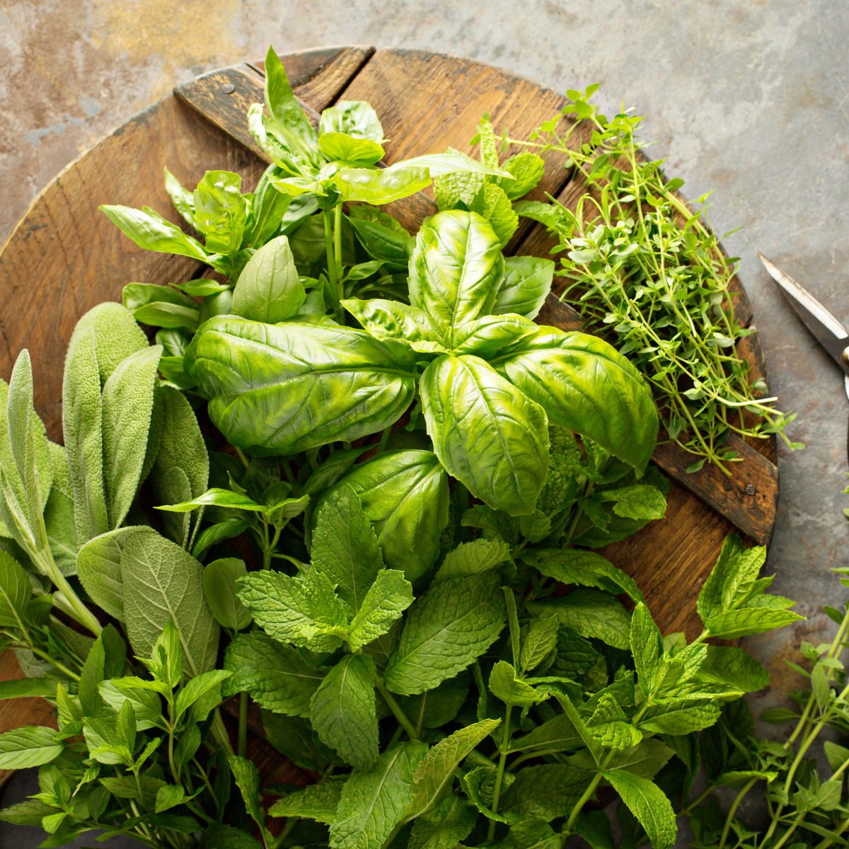 Fresh parsley and basil stored in jars of water to keep herbs fresh longer.